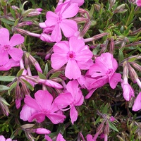 Phlox subulata 'McDaniel's Cushion'